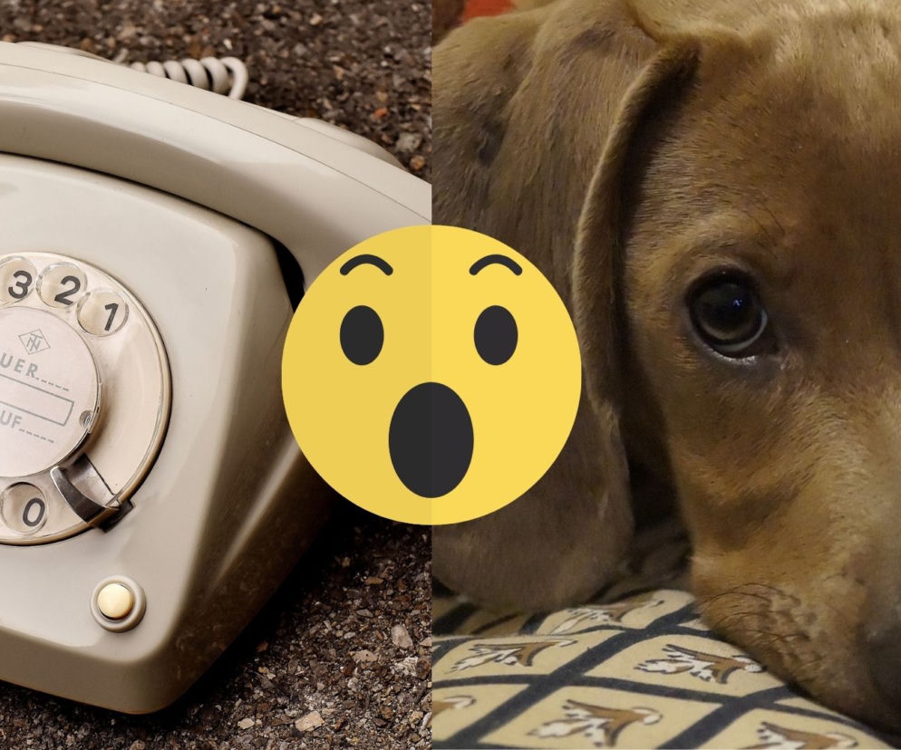 telefon dla psów