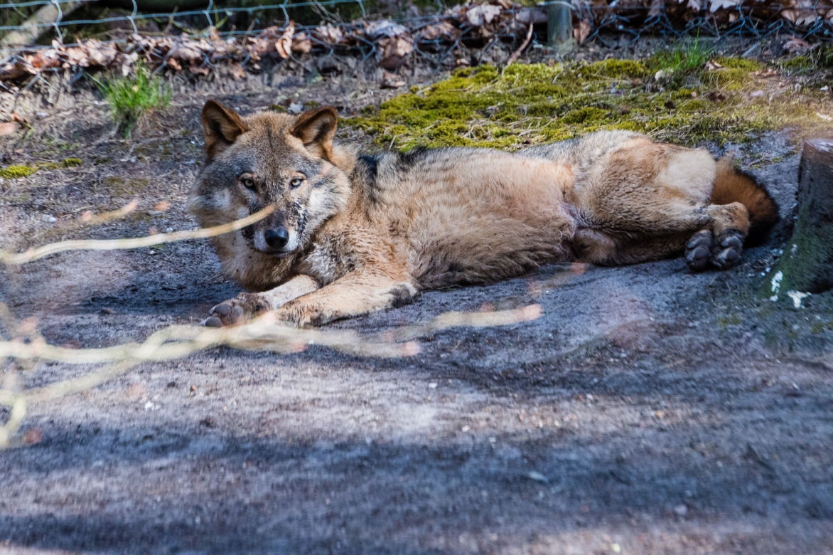 Koronawirus w Trójmieście. Zwierzęta z zoo tęsknią za ludźmi