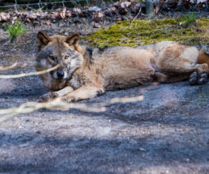 Koronawirus w Trójmieście. Zwierzęta z zoo tęsknią za ludźmi
