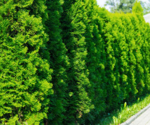 Jak blisko chodnika z bruku można sadzić szpaler tui? 