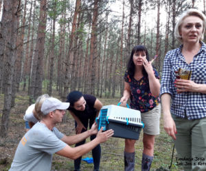Szczęśliwy finał poszukiwań zaginionego kota na DK 10