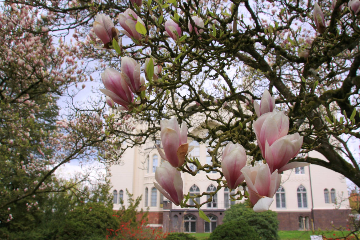 Arboretum Kórnickie zachwyca! Miłośnicy magnolii muszą się spieszyć