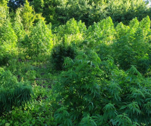 Dwie duże plantacje marihuany w gminie Dobrzyń nad Wisłą zlikwidowane! Tak wyglądały
