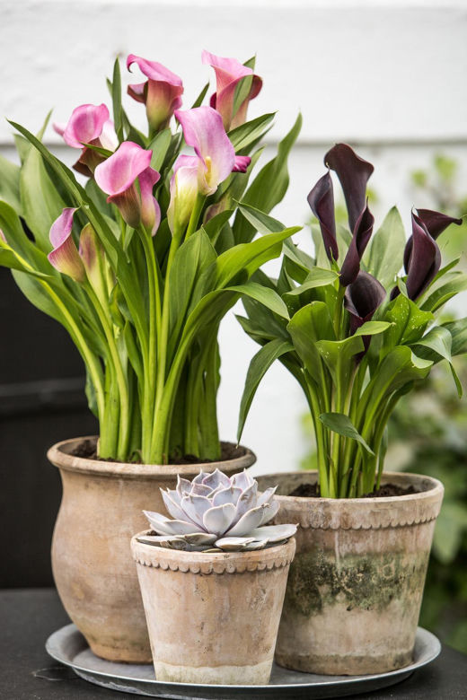 Kalia (Zantedeschia) 