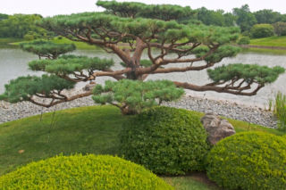 Drzewka bonsai z roślin ogrodowych. Bonsai outdoor