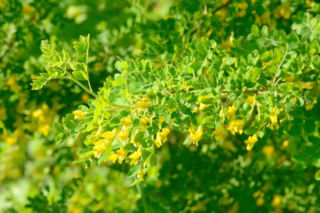 Karagana syberyjska - Caragana arborescens