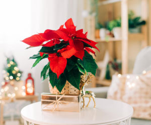 Gwiazda betlejemska i świąteczne stroiki. Ile za nie zapłacimy w 2025?