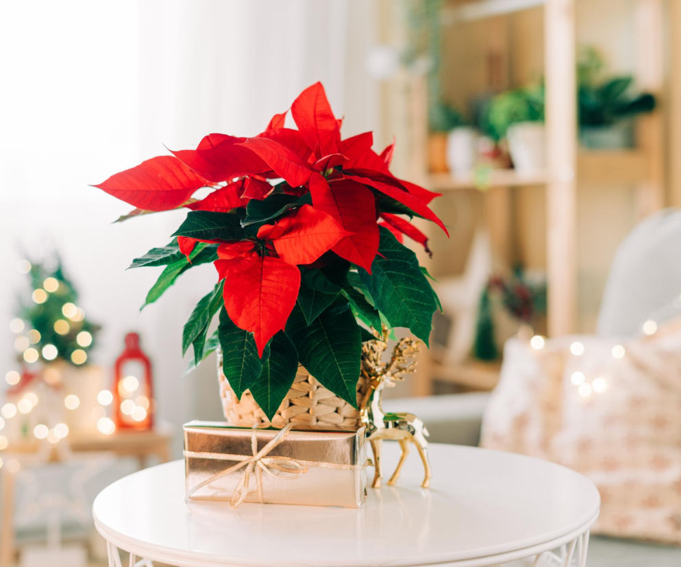 Gwiazda betlejemska i świąteczne stroiki. Ile za nie zapłacimy w 2025?