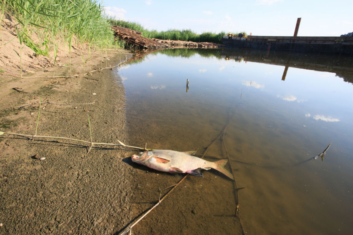 Katastrofa ekologiczna. Niemcy wykryli rtęć w Odrze. Ogłoszą stan klęski żywiołowej? 