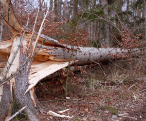 Bilans ostatniej doby: 120 interwencji związanych z silnym wiatrem w regionie