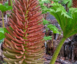 Gunnera olbrzymia
