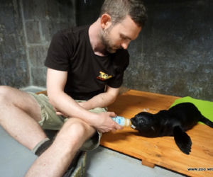 We Wrocławskim zoo urodziły się nowe kotiki