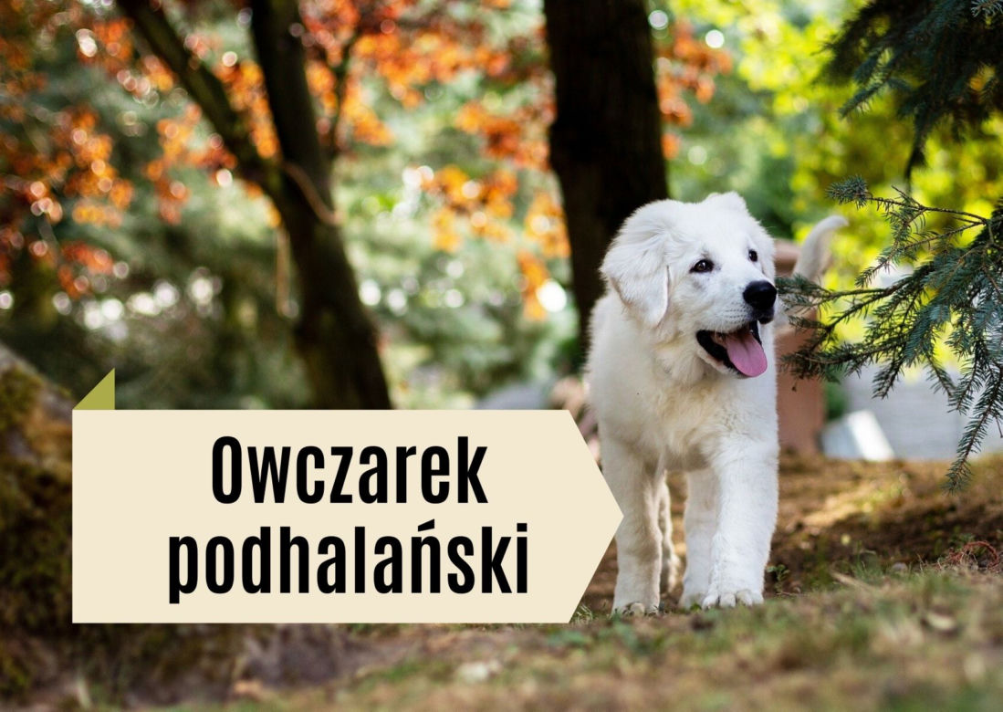 Najlepsze rasy psów dla dzieci. Będą prawdziwymi przyjaciółmi! [GALERIA]