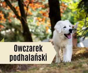 Najlepsze rasy psów dla dzieci. Będą prawdziwymi przyjaciółmi! [GALERIA]