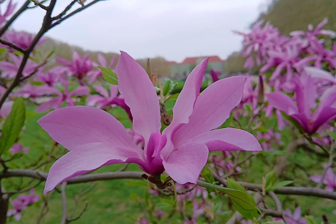 Magnolie w Szczecinie