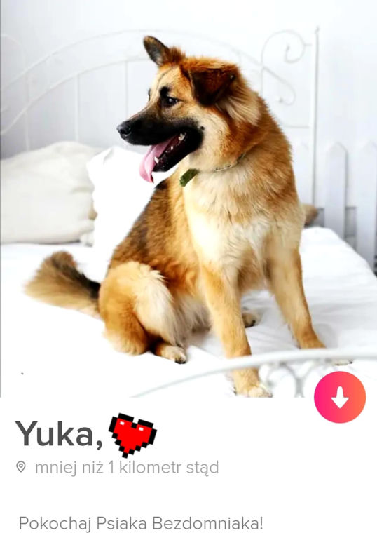 Bezdomne psiaki szukają nowego domu na Tinderze. To nowa akcja organizacji "Bieg na sześć łap"