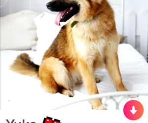 Bezdomne psiaki szukają nowego domu na Tinderze. To nowa akcja organizacji Bieg na sześć łap