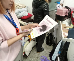 Odnalazł się zaginiony w Krakowie kot uchodźców z Ukrainy. To prawdziwy cud