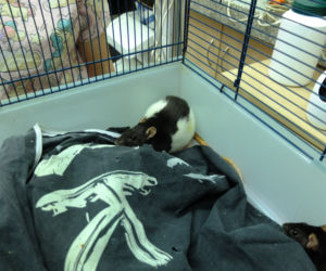 W Lublinie działa...okno życia dla małych zwierząt. Są szczurki, myszki, na nawet króliki i świnki morskie. Można je adoptować.