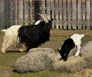 Mała kózka „oreo” z ZOO w Wojciechowie podbija serca