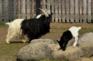 Mała kózka „oreo” z ZOO w Wojciechowie podbija serca