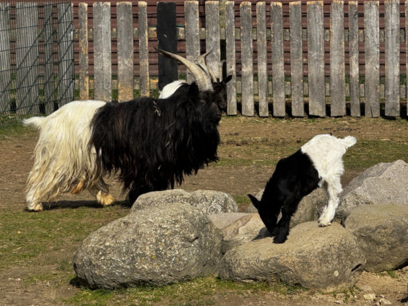 Mała kózka „oreo” z ZOO w Wojciechowie podbija serca