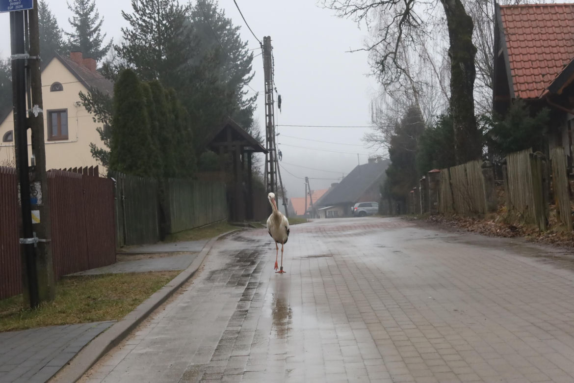 Bocian wrócił na ukochaną wieś. W Krutyni czekali na niego całą zimę