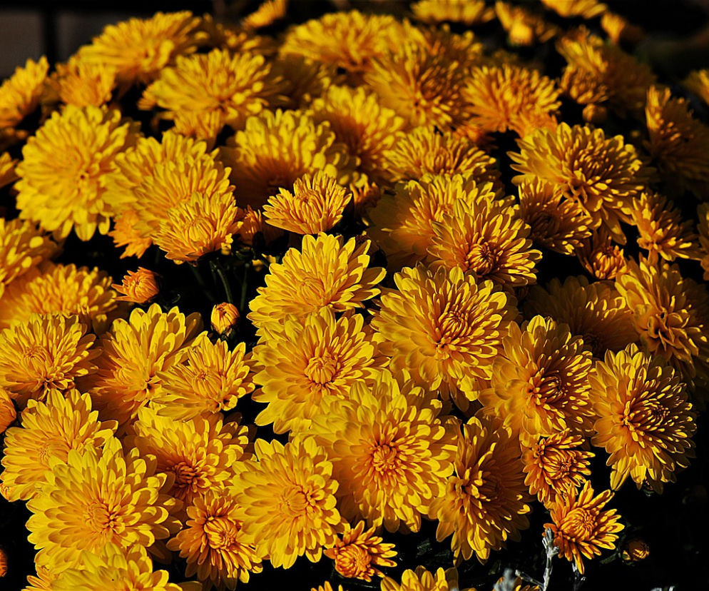 coronawirus