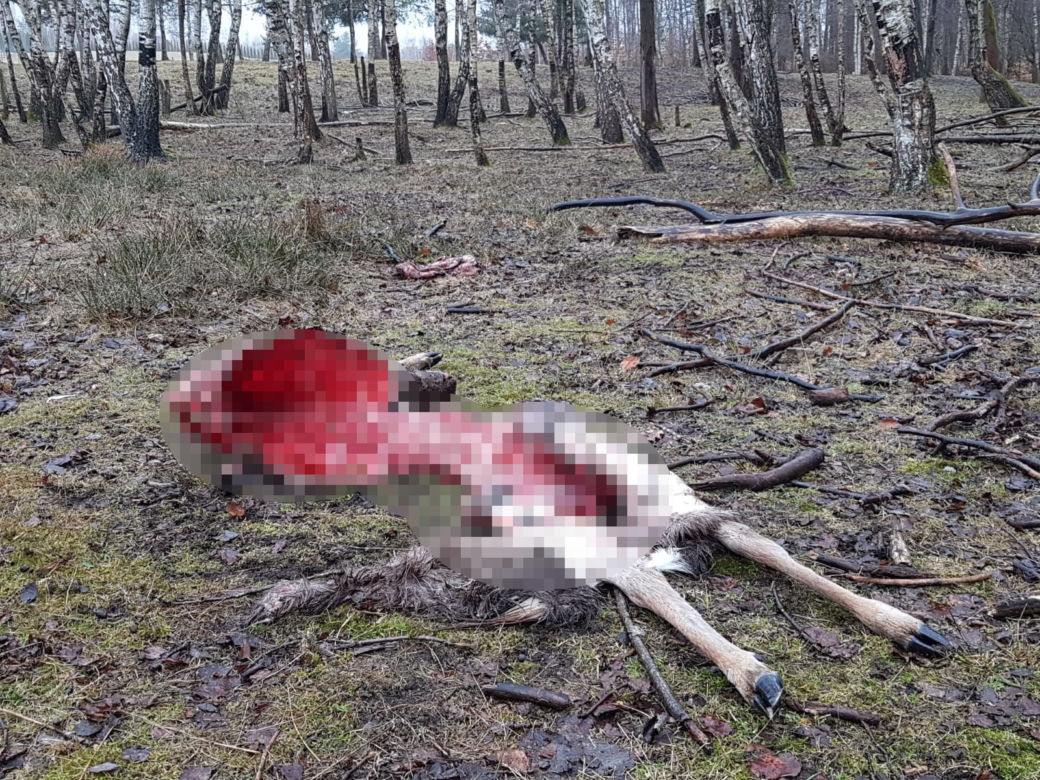 Wilki zagryzły zwierzęta hodowlane