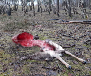 Wilki zagryzły zwierzęta hodowlane
