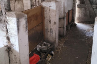 Gehenna zwierząt trwała latami! Prawie sto psów zostało wyrwanych z piekła