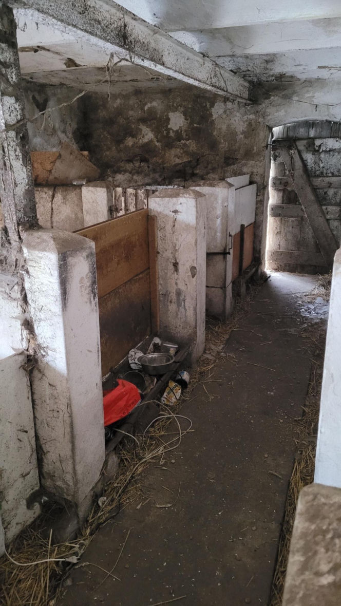 Gehenna zwierząt trwała latami! Prawie sto psów zostało wyrwanych z piekła