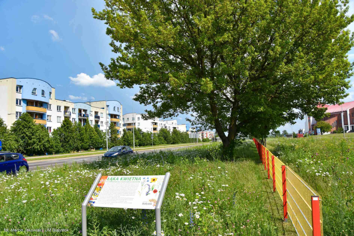 Białystok. Pierwsze łąki już kwitną. W 2020 roku pojawiły się w nowych miejscach