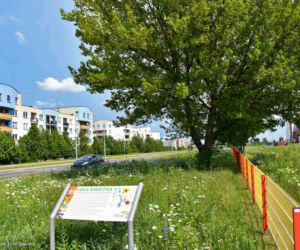 Białystok. Pierwsze łąki już kwitną. W 2020 roku pojawiły się w nowych miejscach