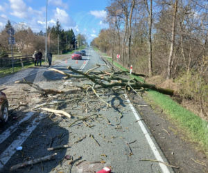 Drzewo spadło na jadące auto! Część gałęzi wbiła się w pojazd