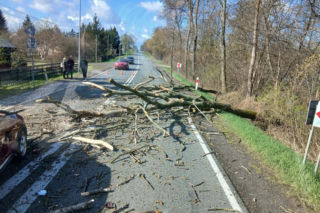 Drzewo spadło na jadące auto! Część gałęzi wbiła się w pojazd