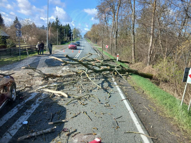 Drzewo spadło na jadące auto! Część gałęzi wbiła się w pojazd