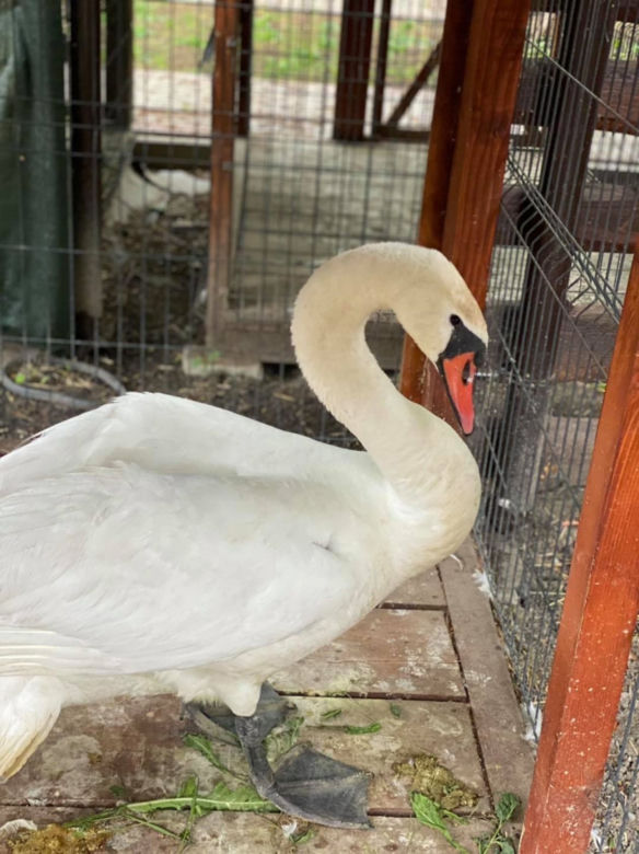Łabędź Otello z dwoma ranami postrzałowymi