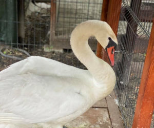 Łabędź Otello z dwoma ranami postrzałowymi