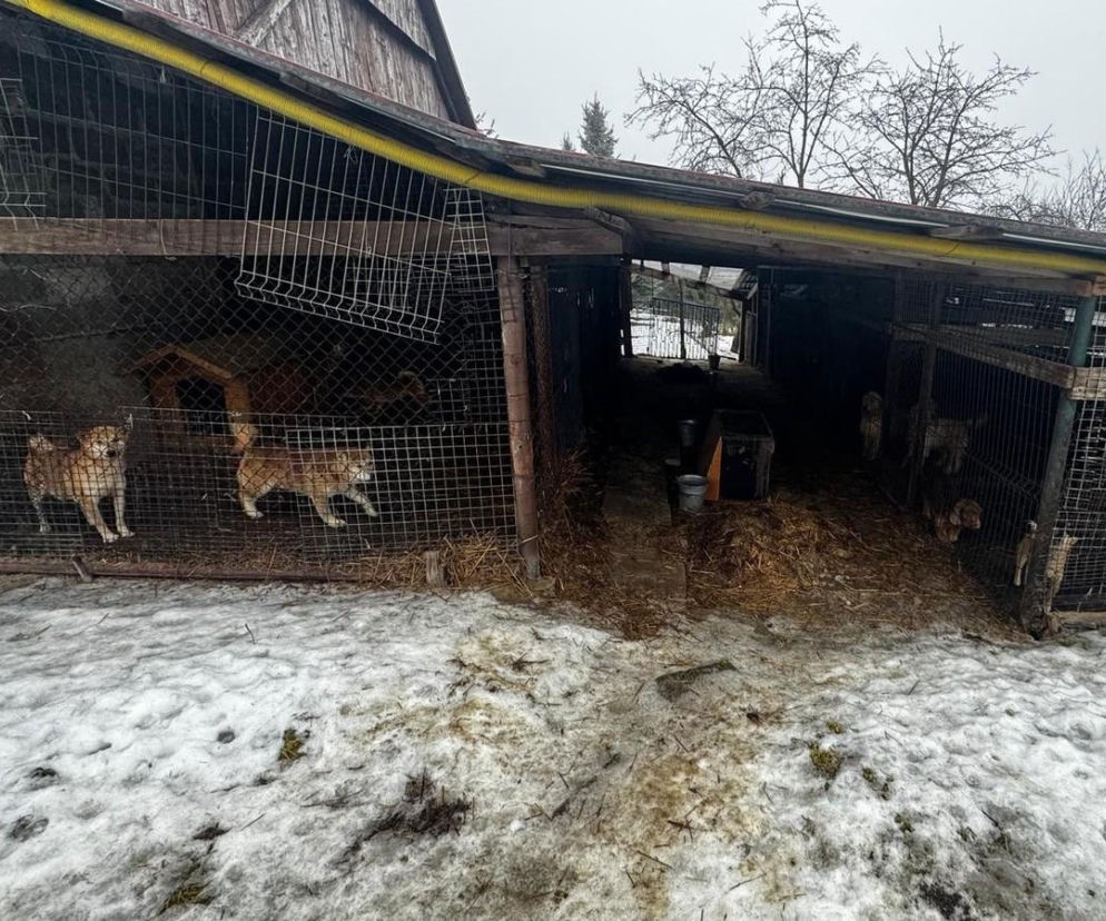 Spały na gołej dykcie, brodziły w odchodach i błocie. Z posesji w gminie Wieliczka zabrano dziesiątki zwierząt