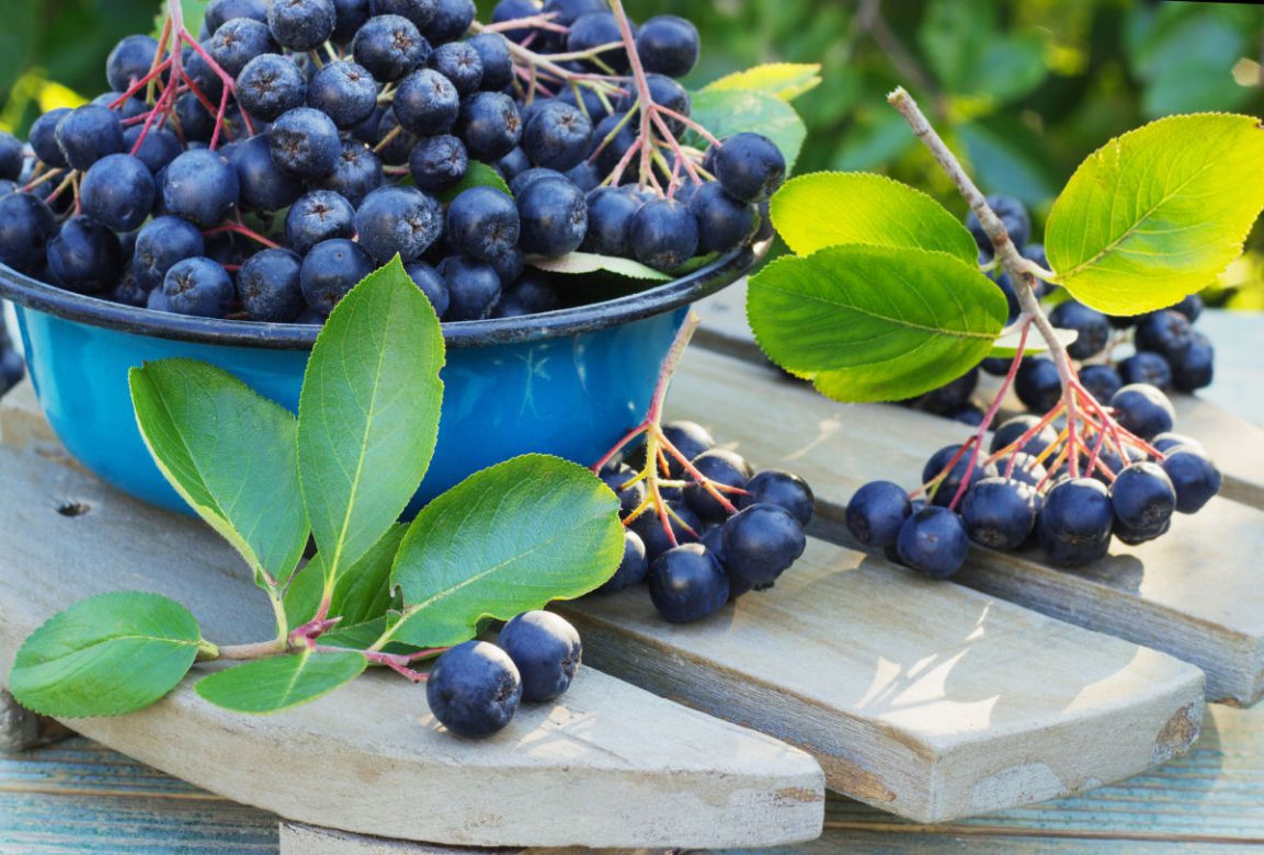 Aronia czarna