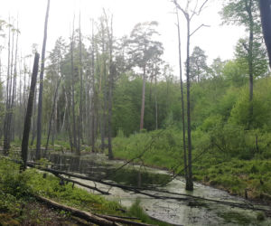 Bory Tucholskie