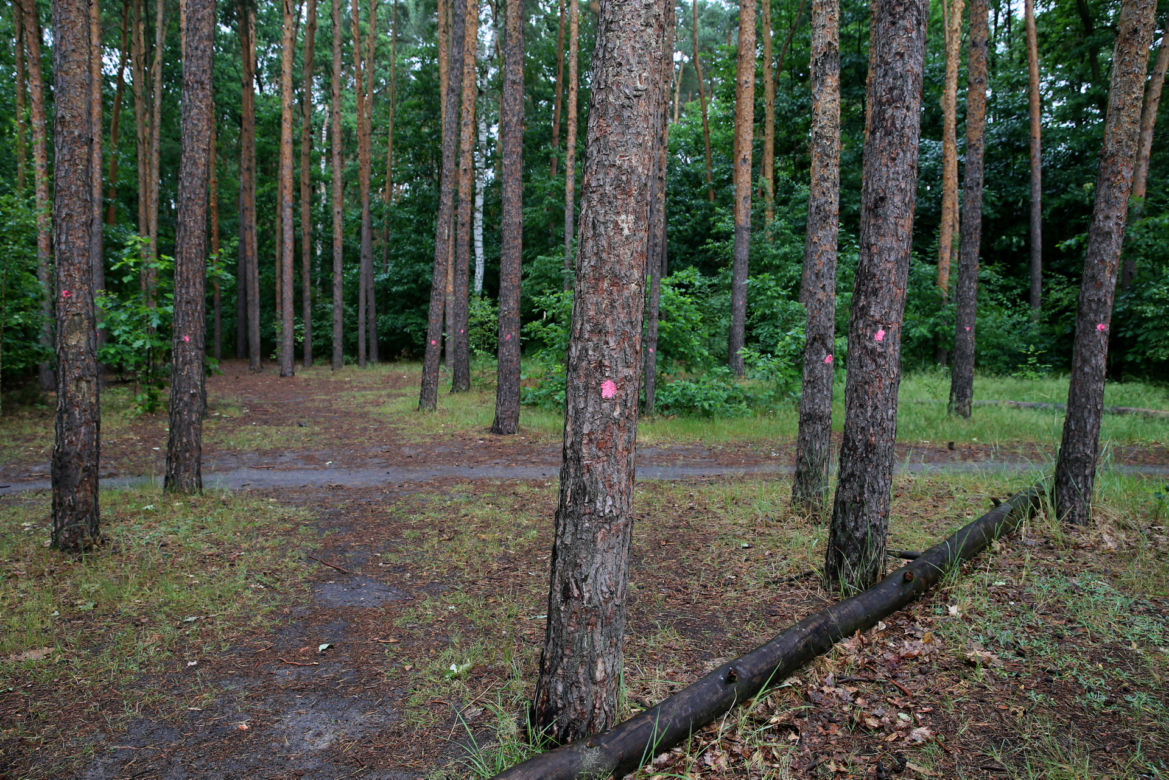 Wytną drzewa żeby zrobić Park Aktywności Rodzinnej. Mieszkańcy Wawra wściekli