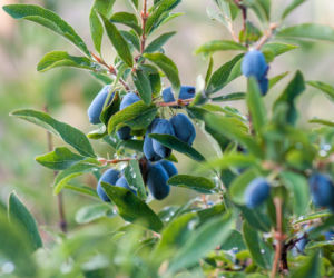 Sekrety uprawy jagody kamczackiej - zbieraj zdrowe owoce!