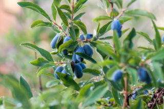 Zdrowsza niż borówka, wcześniejsza niż truskawka. Poznaj jagodę kamczacką - polski superowoc, który podbija ogrody