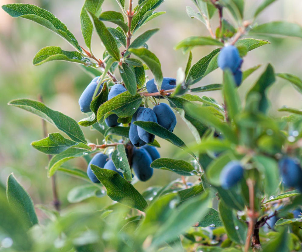 Sekrety uprawy jagody kamczackiej - zbieraj zdrowe owoce!