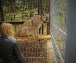Nubia przebywa w Śląskim Ogrodzie Zoologicznym
