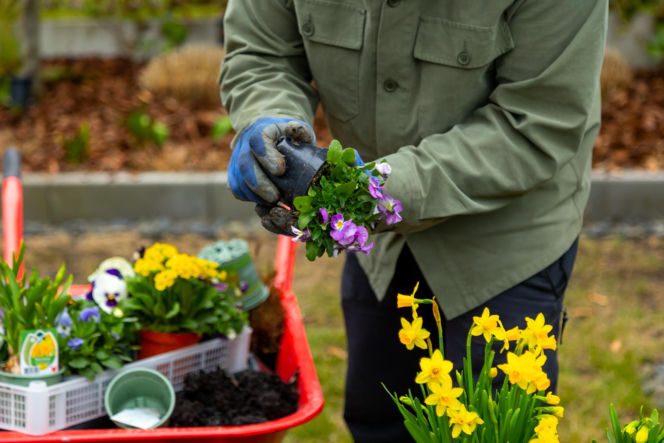 Murator Ogroduje, realizacje