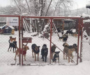 Mróz w Polsce to wyrok dla bezdomnych zwierząt. Organizacje proszą o pilną pomoc