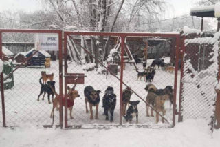 Mróz w Polsce to wyrok dla bezdomnych zwierząt. Organizacje proszą o pilną pomoc